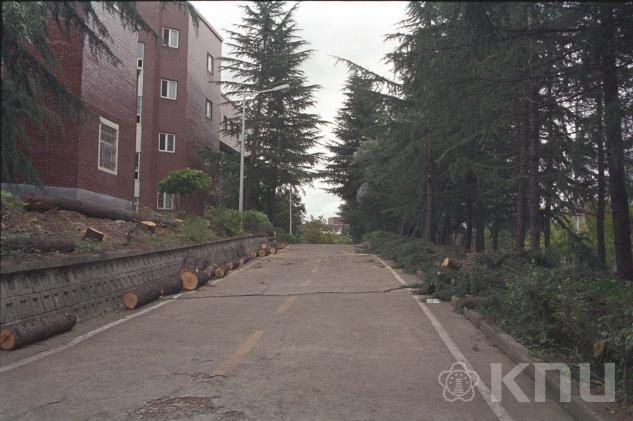 태풍(매미)피해 현장(2003) 의 사진