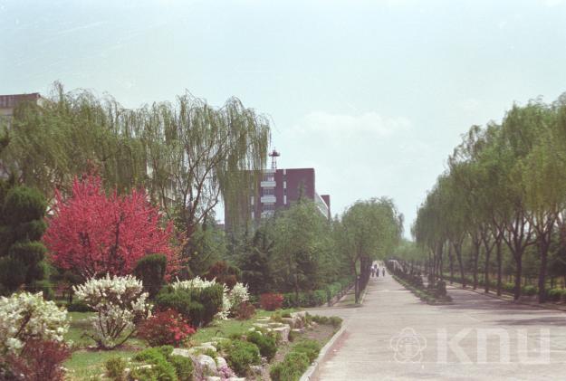 학교풍경(1984) 의 사진
