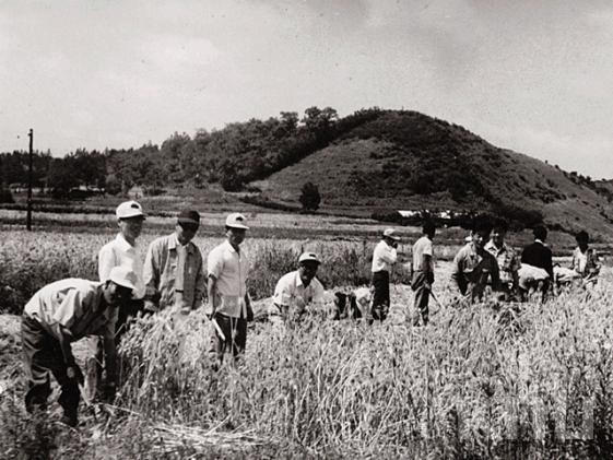 보리베기 원농작업(1975) 의 사진