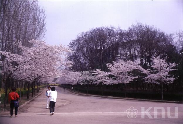 길 - 봄 의 사진