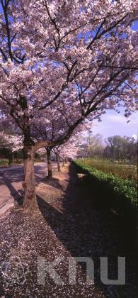 일청담 옆 봄풍경, 벚꽃나무가 일렬로 서있음 의 사진