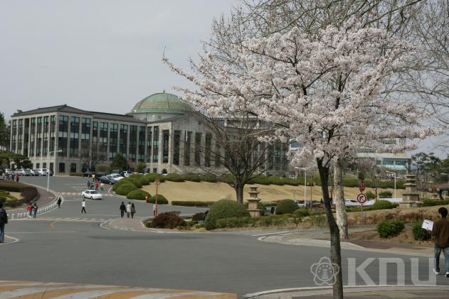 벚꽃 학교 전경 의 사진