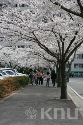 벚꽃 학교 전경 의 사진