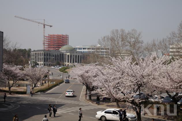 경북대학교 봄 전경 의 사진
