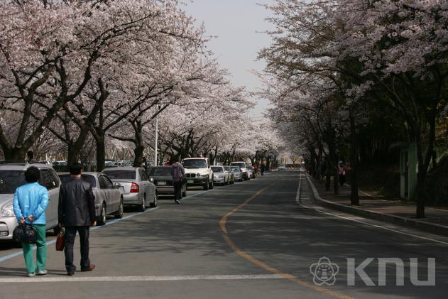 경북대학교 봄 전경 의 사진