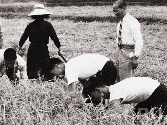 벼 수확실습(1965) 의 사진