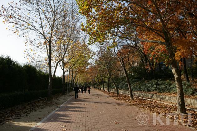 경북대학교 백양로 가을 의 사진