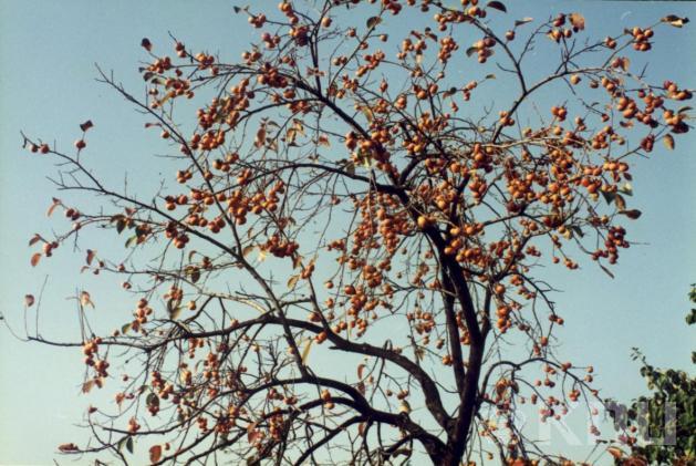 감나무(1994) 2 의 사진