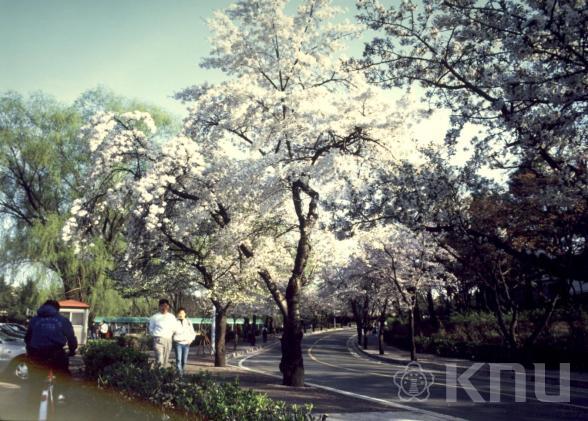 정문 벚나무 길 1 의 사진