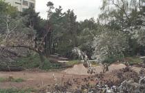 태풍(매미)피해 현장(2003) 의 사진