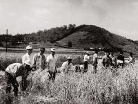보리베기 원농작업(1975)