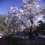 길 - 봄 의 사진