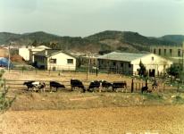 경북대 칠곡 농장(1998) 1