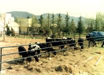경북대 칠곡 농장(1998) 2 의 사진
