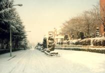 공과대학 부근 길 - 겨울 1 의 사진