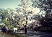 정문 벚나무 길 1 의 사진