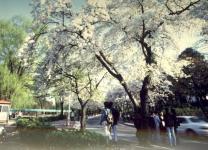 정문 벚나무 길 2
