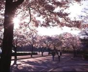 학생 주차장 앞길, 벚꽃이 피어있음, 나무 아래 사람 2명이 걷고 있음