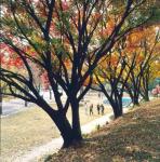 가을 (1997), 단풍나무 아래 잔디에서 학생 4명이 걷고 있음