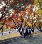 가을 (1997), 벤치에 사람 2명이 앉아 단풍나무를 바라보고 있음