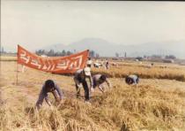 농촌일손돕기 벼베기 지원(1983) 2